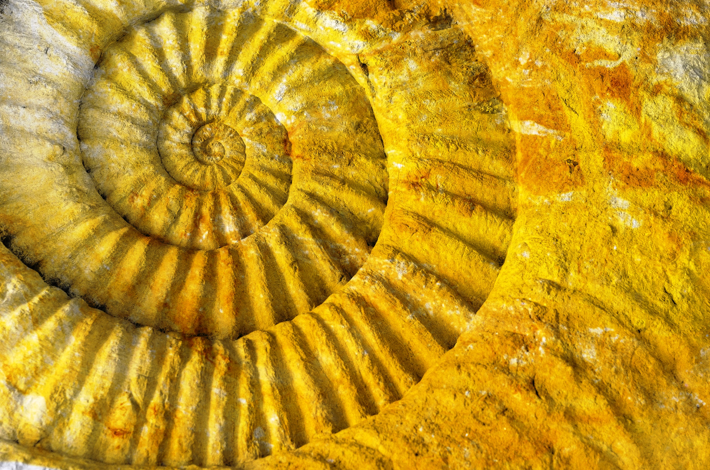 Article - J'aime la Biodanza (Ammonite prehistoric fossil)